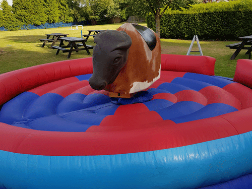 rodeo bull